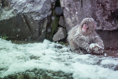 棕色的猴子被雪覆盖
